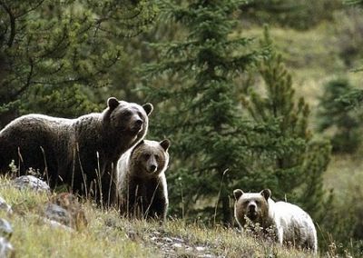 Bear Sanctuary Zarnesti